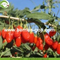 Nutrizione all'ingrosso della fabbrica Malesia naturale Wolfberry