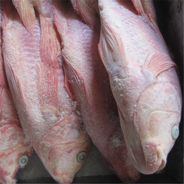 Frozen Red Tilapia frozen whole Tilapia