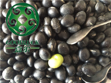 Black Beans with Green Kernels Inside
