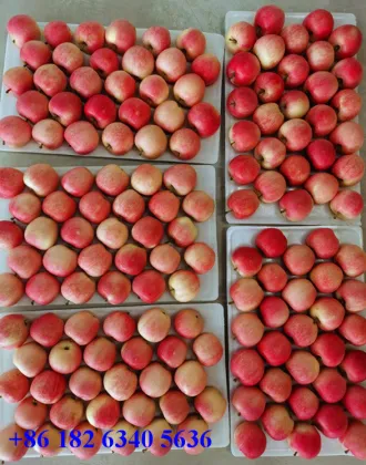 Gala Apple from High Mountain