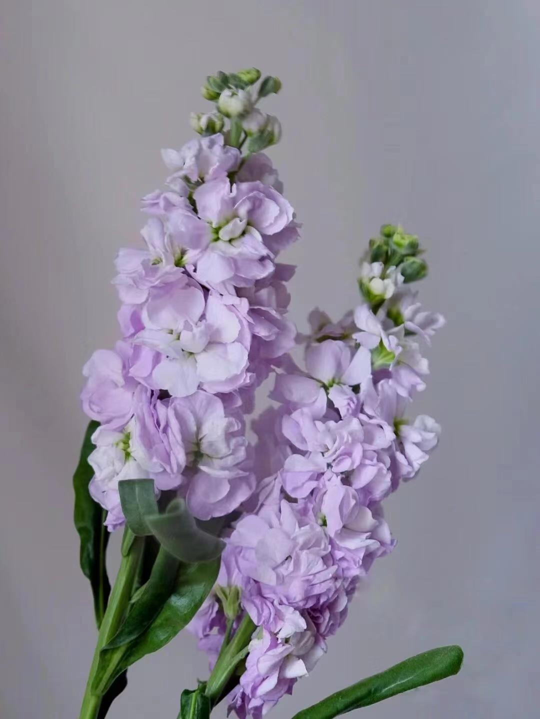 Light purple Violet