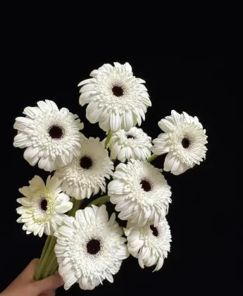 Standard white chrysanthemum YiLi Gerbera