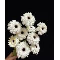 স্ট্যান্ডার্ড সাদা চন্দ্রমল্লিকা YiLi Gerbera
