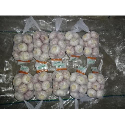 Wholesale Normal White Garlic