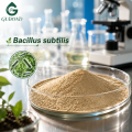 Polvo probiótico Bacillus Subtilis para nutrición animal