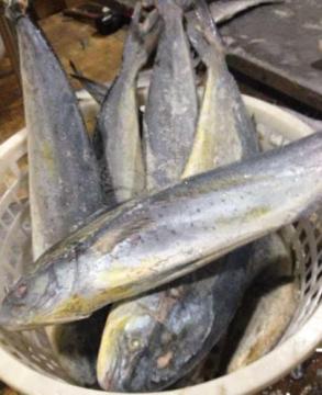 FROZEN FISH Frozen Mahi Mahi Whole Round