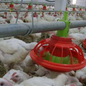 Automated Farming System: Steel Structure Barns for Livestock