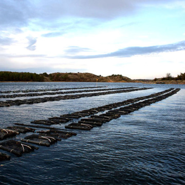 Plastic Diamond Mesh Tires Cage