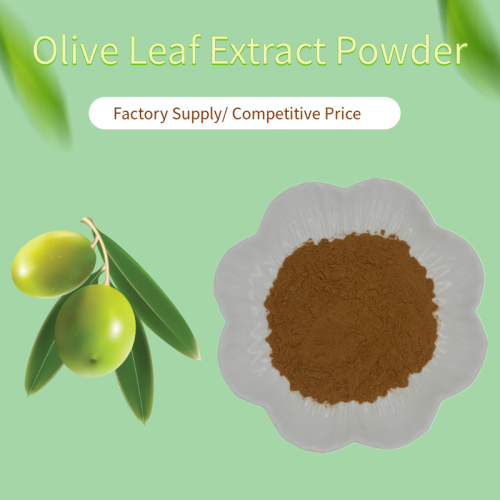 Natural Best Olive Leaf Extract Oleuropein