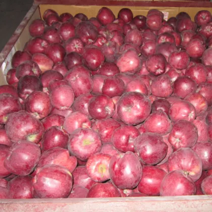 apple fruit apple price  huaniu apple