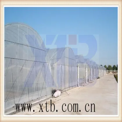 Agriculture Multi Span Plastic Film Greenhouse