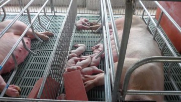 Piastra di letame per perdite di scrofa