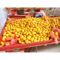 Nanfeng proaspete mandarin copii 35-40mm