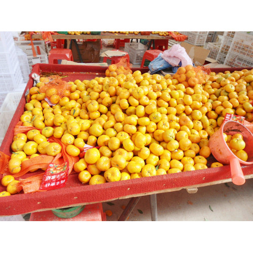 Mandarina fresca Nanfeng 35-40mm