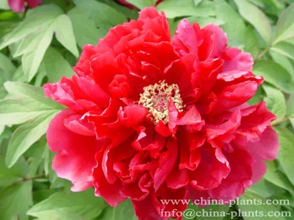 Wholesale Japanese Tree Peony Kinko - Jin Huang