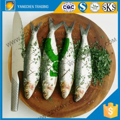 Food distributors canned sardine in vegetable oil ready to eat