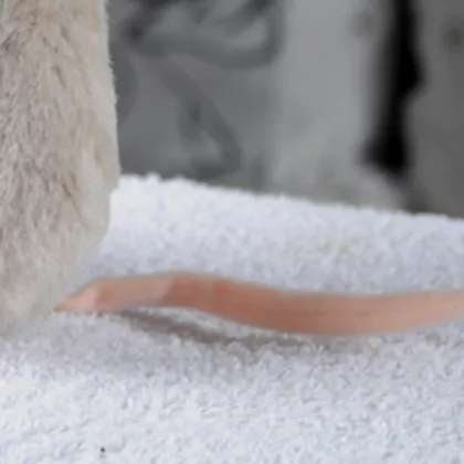 15cm Standing Stuffed Mouse Toy, Stuffed Mouse Plush Toy Mouse, Stuffed Animal Mouse