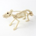 Skeleton Halloween Animal Bone