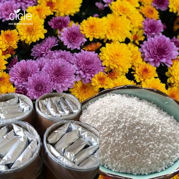 Daminozide a plant growth retardant