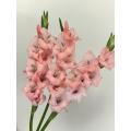 قطع جديدة من Gladiolus Adina Pink لديكور الزفاف