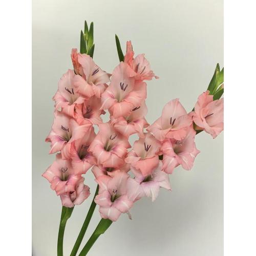 قطع جديدة من Gladiolus Adina Pink لديكور الزفاف