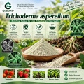Trichoderma asperellum Microbial Powder لإدارة التربة والجذور