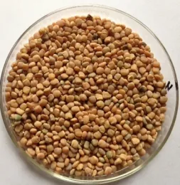 GUAR BEANS SEED