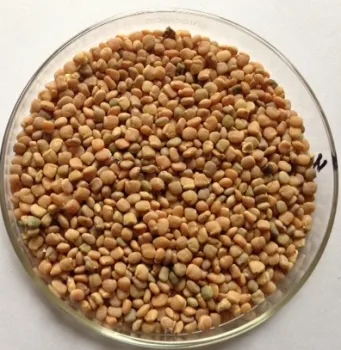 GUAR BEANS SEED