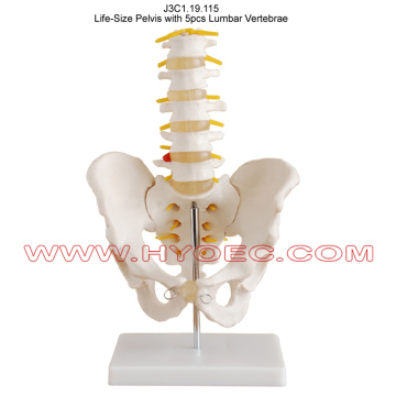 Life-Size Pelvis with 5pcs Lumbar Vertebrae-J3C1.19.115