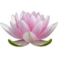 Aceite aromatizante de alimentos Lotus de larga duración