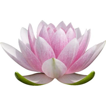 Aceite aromatizante de alimentos Lotus de larga duración