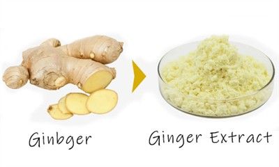 Wholesale Ginger 5%-40% Gingerols Ginger Root Extract