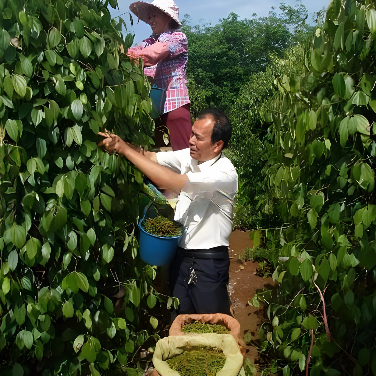 Black Pepper Picking