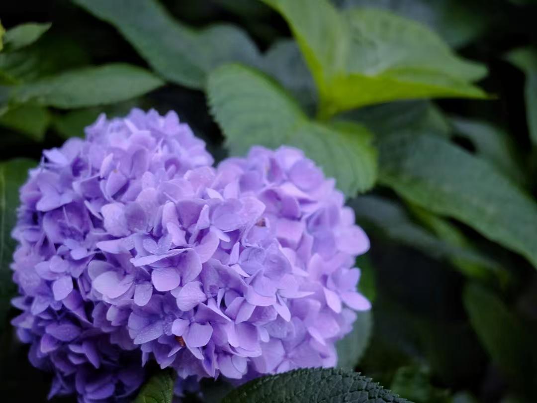Purple single hydrangea