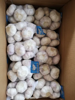 NORMAL white garlic jinxiang