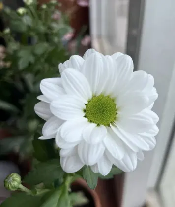Kennedy white spray chrysanthemum