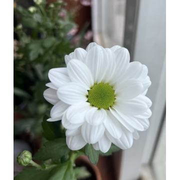 কেনেডি সাদা স্প্রে ক্রাইস্যান্থেমাম