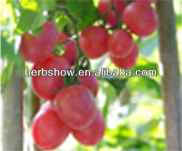 HS-Ruiyou808 F1 Hybrid Cherry Tomato seeds