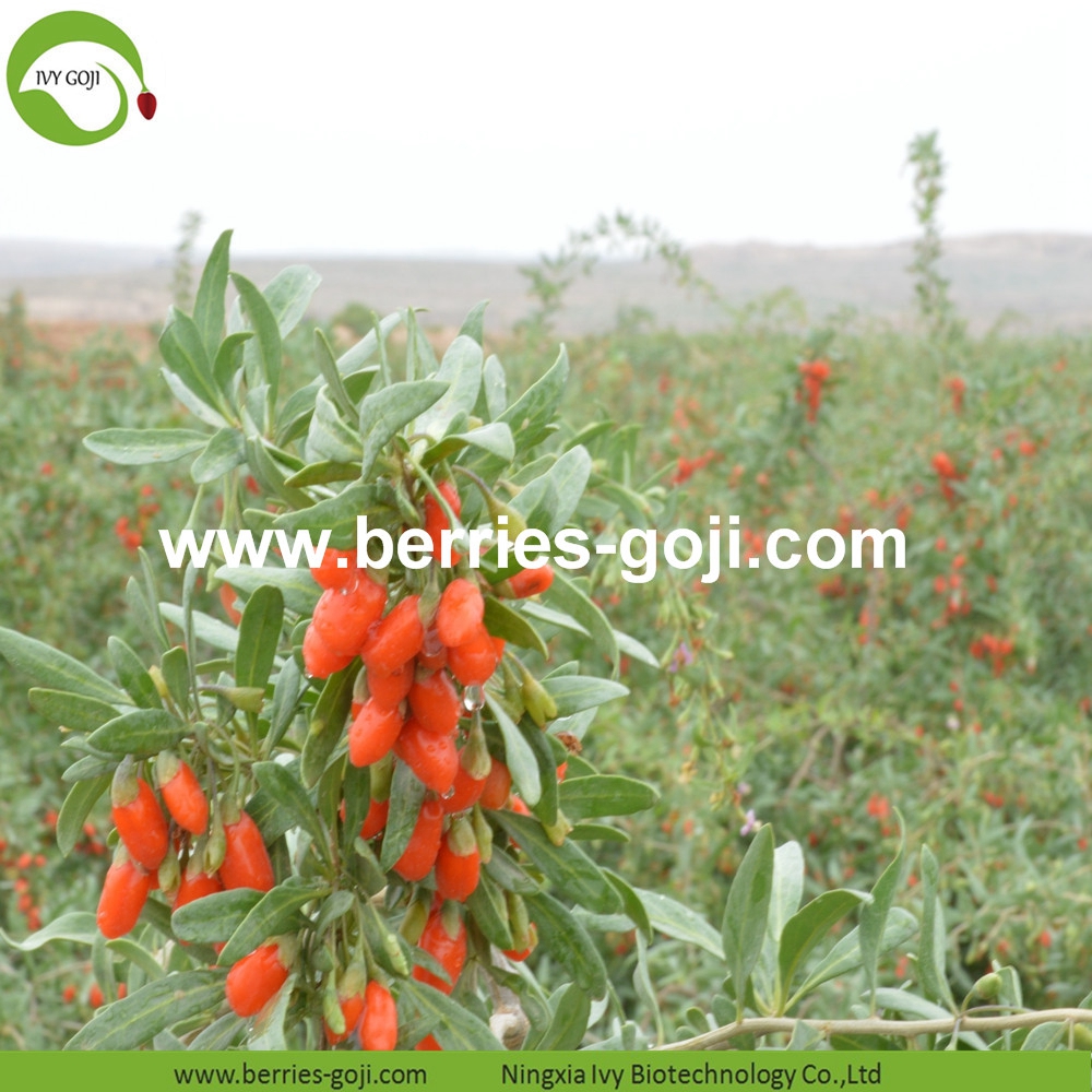 goji berry