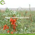 Factory Supply Früchte Ernährung Preis Goji Berry