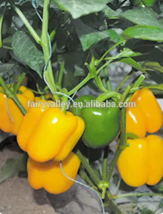 Hybrid Yellow sweet pepper seeds for growing-Yue Huang 871