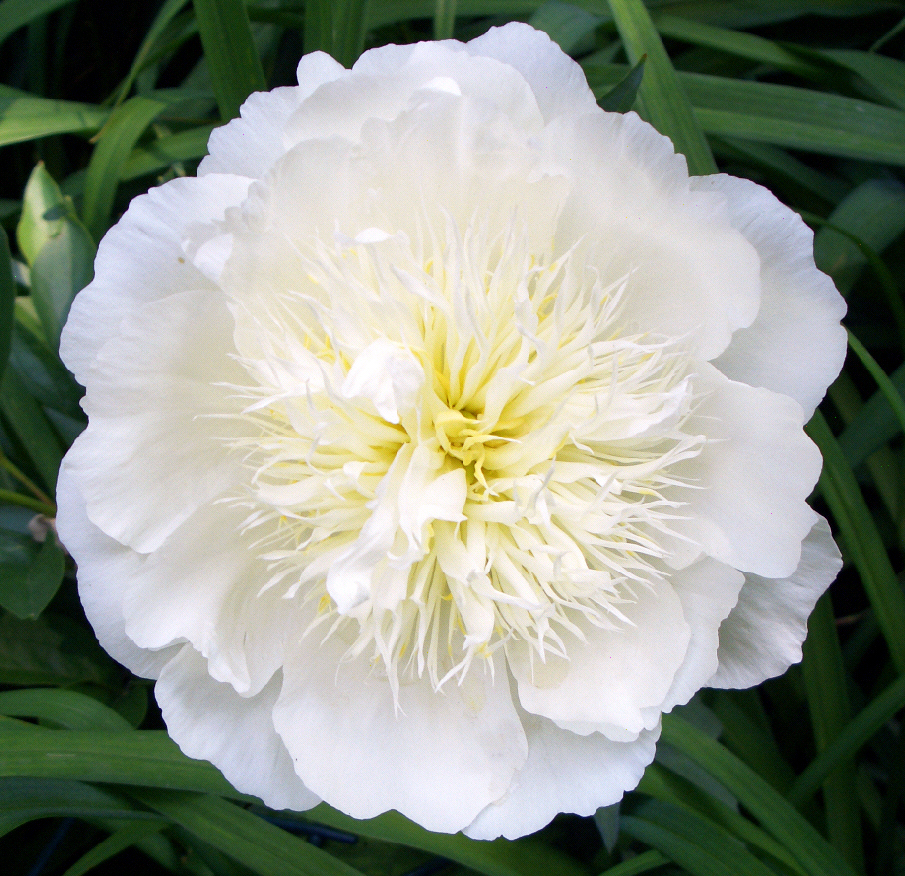Paeonia Lactiflora Extract Powder for Natural Health
