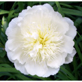 Paeonia Lactiflora Extract Powder for Natural Health