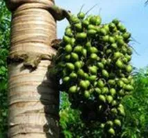 Lignocellulosic food cellulase for betel nut softening(SF-G)