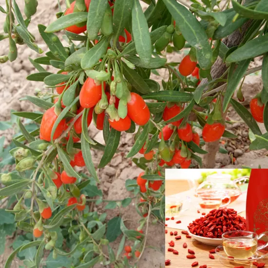 Gojiberry of EU Certificate from Zhongning Planting