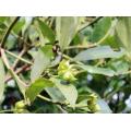 Illicium Verum