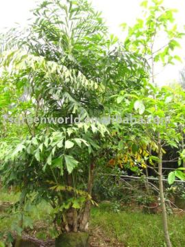 caryota mitis palm trees