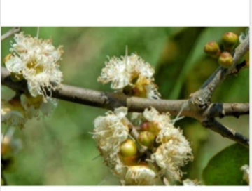 Premium Camu Camu Extract Pure Myrciaria Dubia Antioxidant Boost