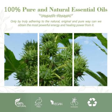 Castor Oil 100% Pure and Natural for Food Cosmetic Impeccable Quality