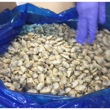 Clam Meat in Shellfish Search Engine